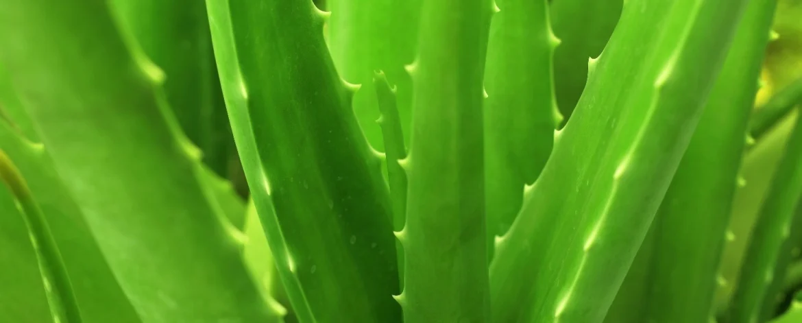 ALOE VERA