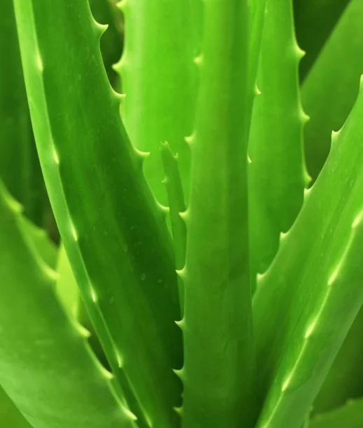 ALOE VERA