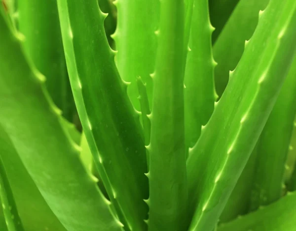 ALOE VERA