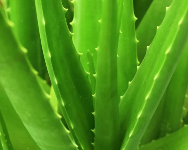 ALOE VERA