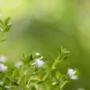 Bacopa Monnieri