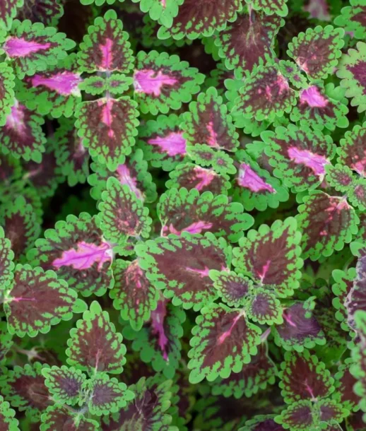 COLEUS FORSKOHLII