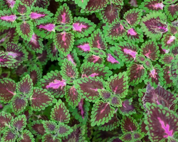 COLEUS FORSKOHLII