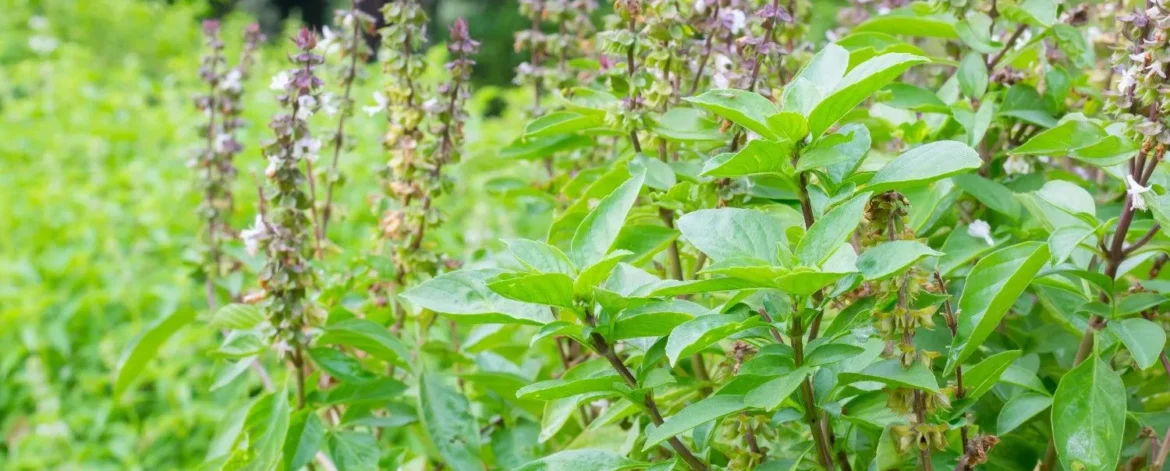 TULSI (1)