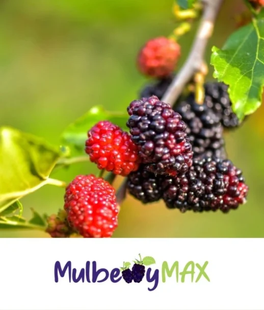 MulberryMax 09