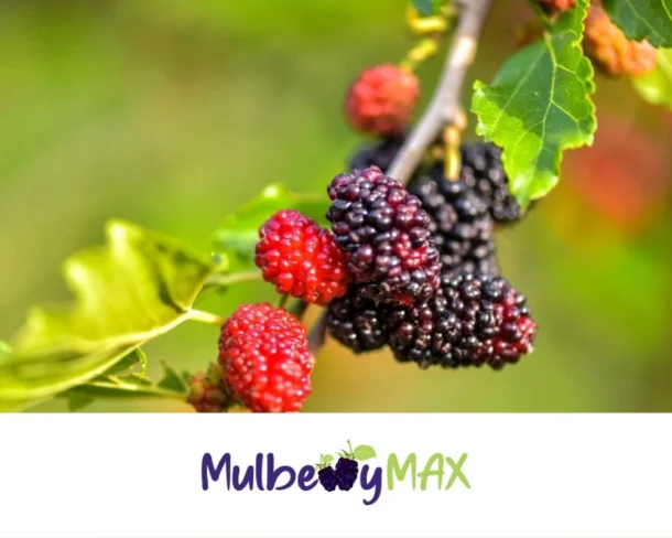 MulberryMax 09